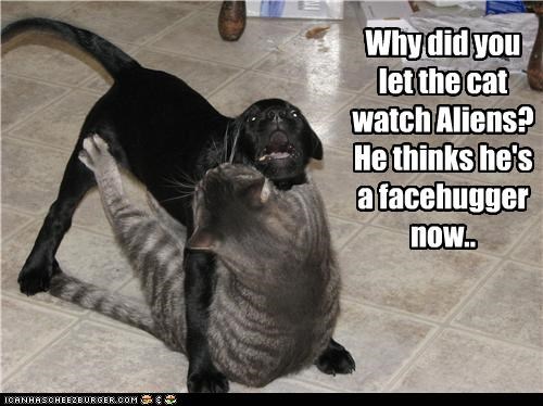 Why did you let the cat watch Aliens? He thinks he's a facehugger now..