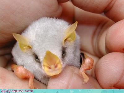 Fluffy Marshmallow Bat