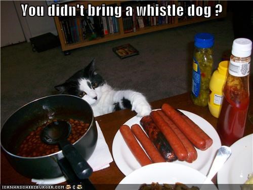 You didn't bring a whistle dog ?