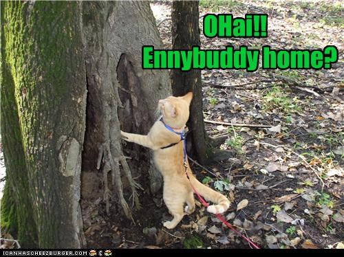 OHai!!   Ennybuddy home?