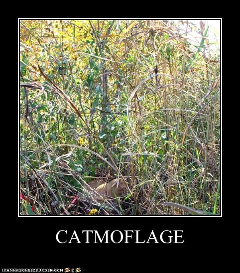 CATMOFLAGE