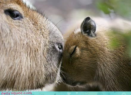 Daily Squee: Capybara Kisses 