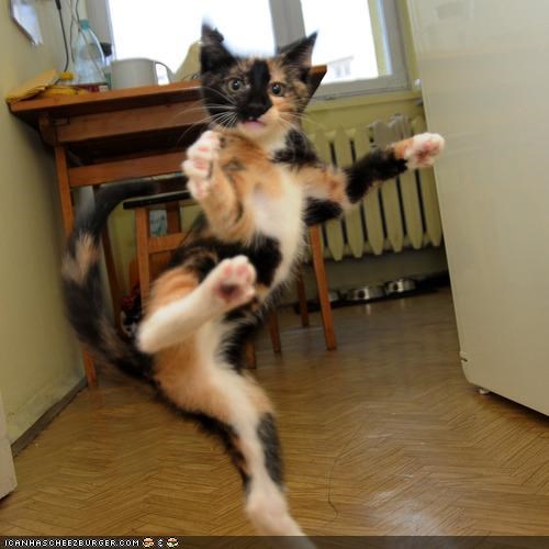 Cyoot Kitteh of teh Day: Karate Kitteh