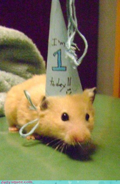 Reader Squee: Hamster Birthday