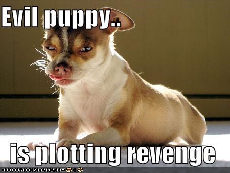 Evil puppy..  is plotting revenge