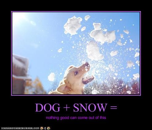DOG + SNOW =