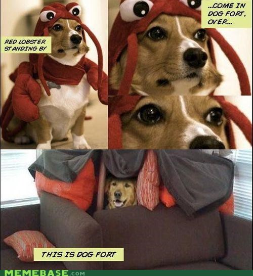 Come in, Dogfort