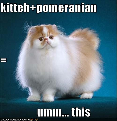kitteh+pomeranian  =                 umm... this