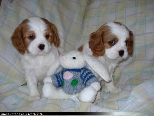 We iz cyooter dan teh bunneh, rite?