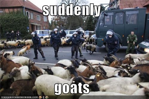 suddenly  goats