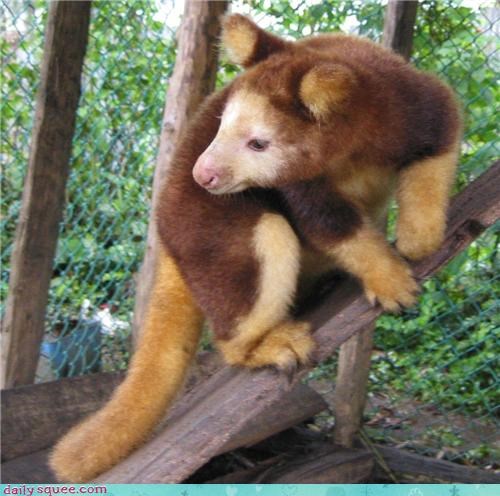 Tree Kangaroo Poses