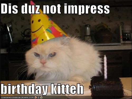 Dis duz not impress  birthday kitteh