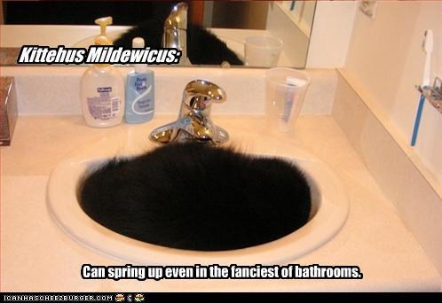 Kittehus Mildewicus:
