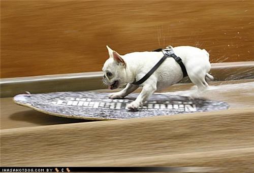 Skimboarding Frenchie!