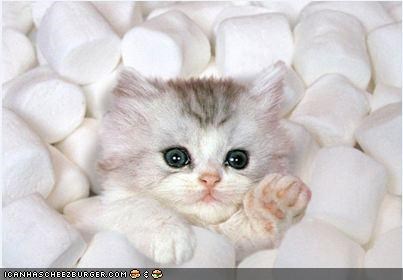 Cyoot Kitteh of teh Day: HALP!  Iz Bein Eaten Bai Dis Giant Hot Chokolate!