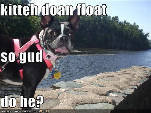 kitteh doan float so gud do he?