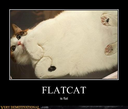 FLATCAT