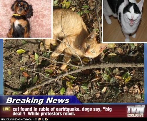 Breaking News - cat found in ruble of earhtquake. dogs say, "big deal"!  While protestors rebel.
