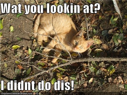 Wat you lookin at?  I didnt do dis!