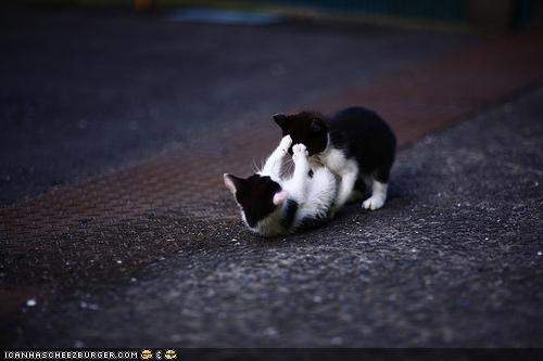 Cyoot Kittehs of teh Day: Wrasslin in teh Streets