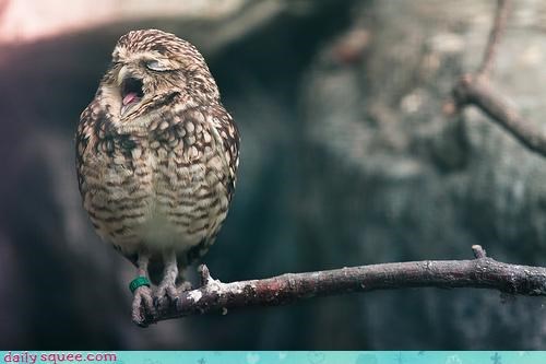 Acting Like Animals: Carmina BuranOWL
