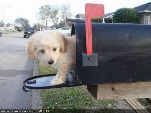 Cyoot Puppeh ob teh Day: Hao much iz dat puppeh in ur maylboks?