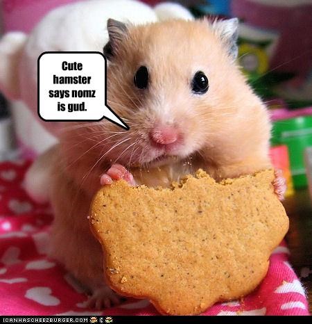 Cute hamster says nomz is gud.