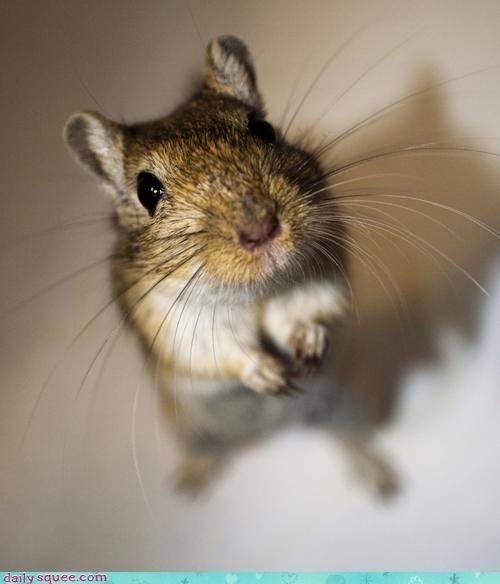 Cute Gerbil