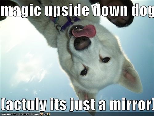 magic upside down dog!!!!  (actuly its just a mirror)