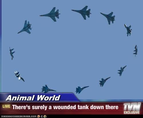 Animal World - There's surely a wounded tank down there