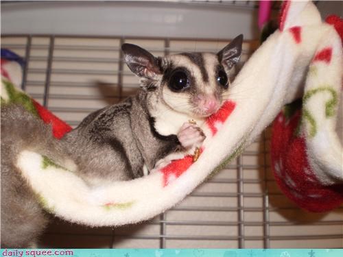 Sugar Glider Princess