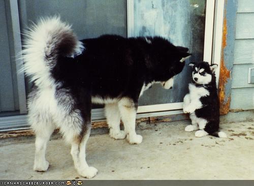 Cyoot Puppeh ob teh Day: Ai doan want a tiem out!!
