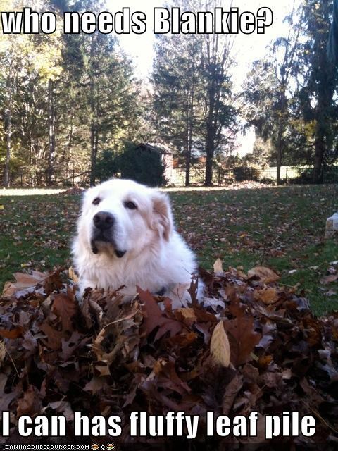 who needs Blankie?  I can has fluffy leaf pile