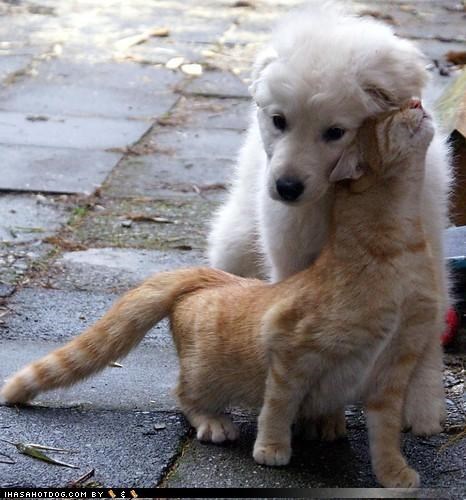 Kittehs R Owr Friends: I will snuggel u bak 2 happy!