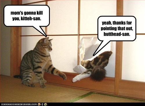 mom's gonna kill you, kitteh-san.