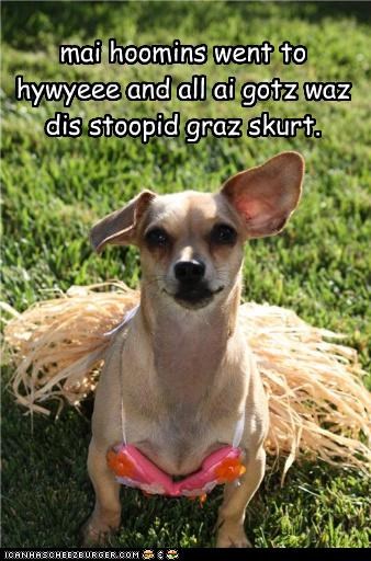 mai hoomins went to  hywyeee and all ai gotz waz dis stoopid graz skurt.