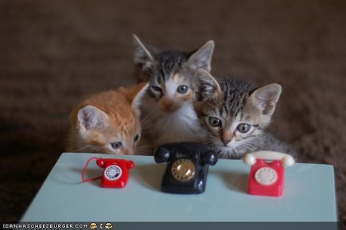 Cyoot Kittehs of teh Day: Nawt Gunna Reech Owr T-T-T-Telefones