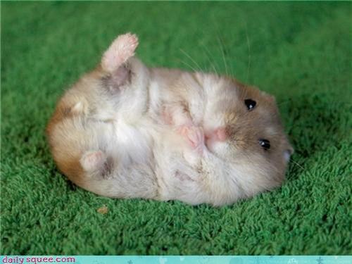 Dwarf Hamster used Defense Curl