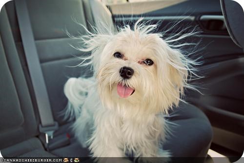 Cyoot Puppeh ob teh Day: I can haz statik kling?