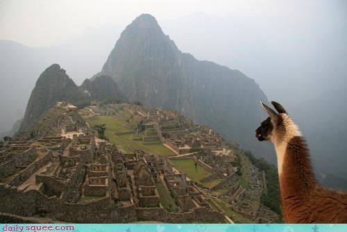 Acting Like Animals: What a Weird City...