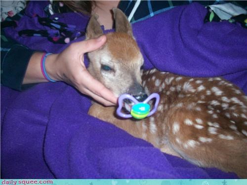 Fawn loves binky