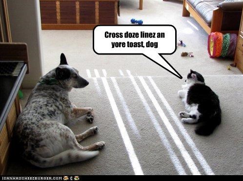 Cross doze linez an yore toast, dog