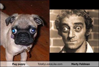 Pug puppy Totally Looks Like Marty Feldman