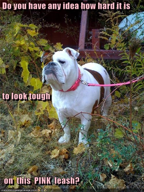 Do you have any idea how hard it is  to look tough   on  this  PINK  leash?