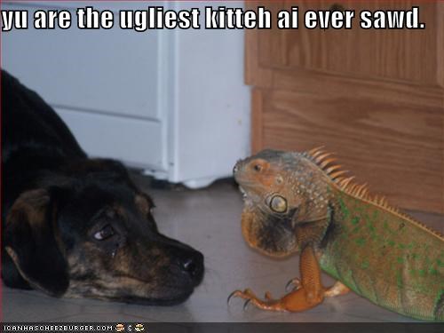 yu are the ugliest kitteh ai ever sawd.