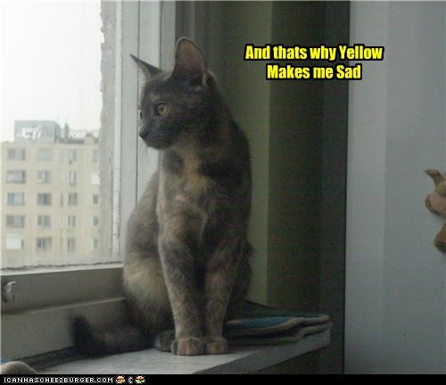 Depressed Cat