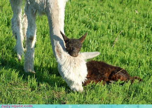 Daily Squee: Reader Squee - Mama, I'm Tired 