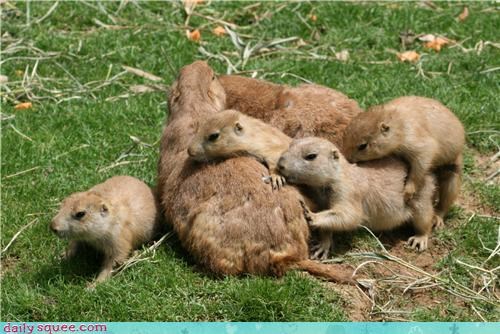 Pile-O-Prairie Dogs