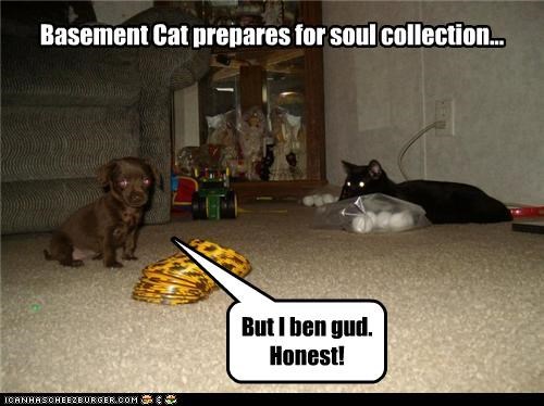 Basement Cat prepares for soul collection...