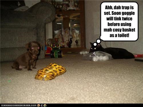 Ahh, dah trap is set. Soon goggie will tink twice before using mah cosy basket as a toilet!